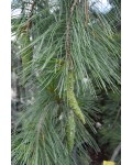 Pinus `Pendula` хвоя